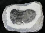Very D Thysanopeltis Trilobite #20332-2